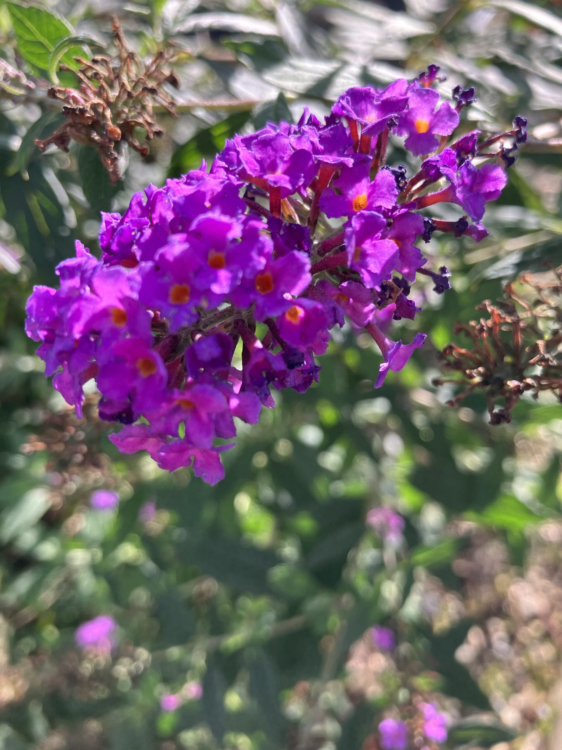 Phytotherapie Natur und Zahnmedizin gehören zusammen